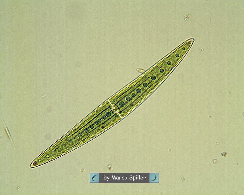 Closterium moniliferum: un''alga contro la radioattivit